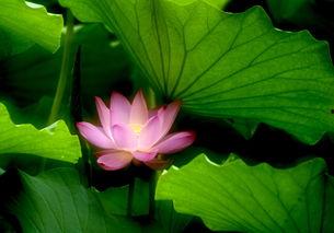 荷花爆料二次曝光视频,揭秘幕后真相与精彩瞬间 第1张 荷花爆料二次曝光视频,揭秘幕后真相与精彩瞬间 第1张