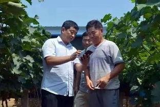 焦作大爷最新爆料,最新爆料背后的惊人真相